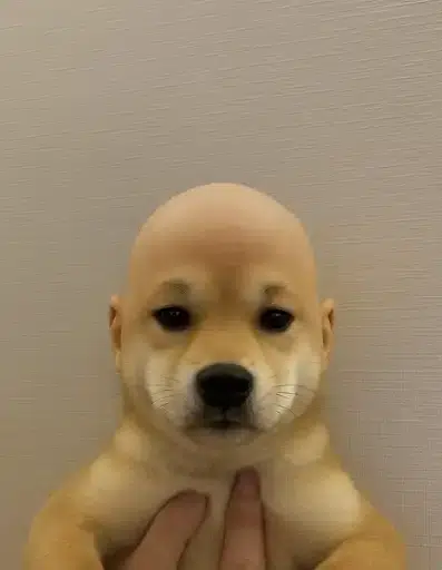 balddog